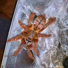 Attēlu rezultāti vaicājumam “Poecilochirus sp.”