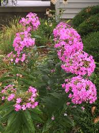 Attēlu rezultāti vaicājumam “Phlox paniculata”