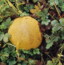 Attēlu rezultāti vaicājumam “Lycoperdon perlatum”