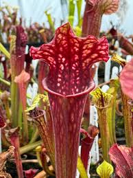 Attēlu rezultāti vaicājumam “x Sorbaronia fallax”