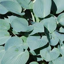 Attēlu rezultāti vaicājumam “Hosta sp. leaf”