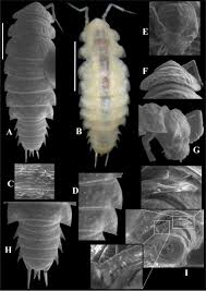 Attēlu rezultāti vaicājumam “Oniscoidea”