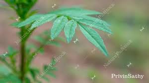 Attēlu rezultāti vaicājumam “Tagetes leaf”