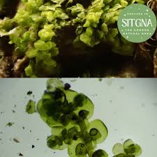 Attēlu rezultāti vaicājumam “Cephalozia bicuspidata sporophyte”