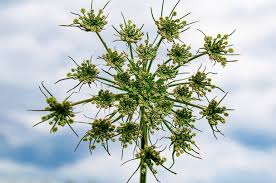 Attēlu rezultāti vaicājumam “Heracleum sosnowskyi flower”