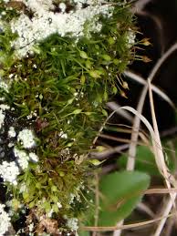 Attēlu rezultāti vaicājumam “Rhabdoweisia fugax”