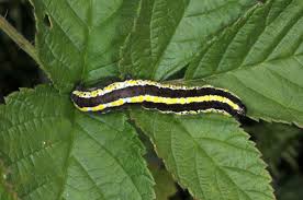 Attēlu rezultāti vaicājumam “Cucullia lucifuga larva”