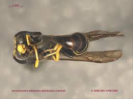 Attēlu rezultāti vaicājumam “Ancistrocerus sp. male”