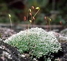 Attēlu rezultāti vaicājumam “Bryum argenteum sporophyte”