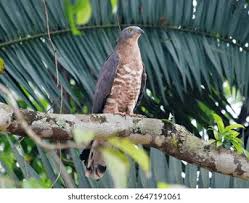 Attēlu rezultāti vaicājumam “Pernis apivorus”