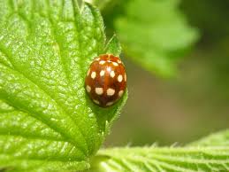 Attēlu rezultāti vaicājumam “Calvia quatuordecimguttata”