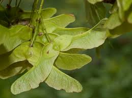 Attēlu rezultāti vaicājumam “Acer platanoides fruit”