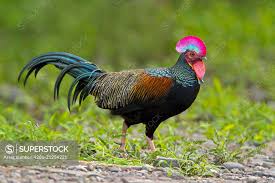 Attēlu rezultāti vaicājumam “Gallus male”