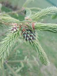 Attēlu rezultāti vaicājumam “Sacchiphantes abietis”