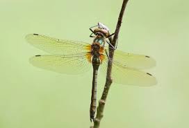 Attēlu rezultāti vaicājumam “Cordulia aenea”