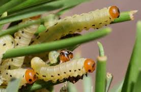 Attēlu rezultāti vaicājumam “Diprion pini female”