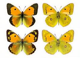 Attēlu rezultāti vaicājumam “Colias croceus underside”