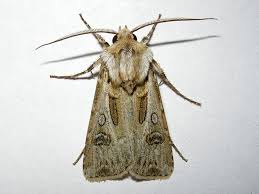 Attēlu rezultāti vaicājumam “Agrotis vestigialis”