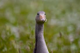 Attēlu rezultāti vaicājumam “Anser anser juvenile”