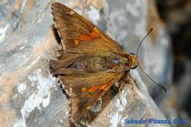 Attēlu rezultāti vaicājumam “Hesperiidae”