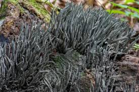 Attēlu rezultāti vaicājumam “Xylaria”