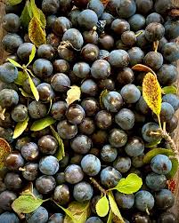 Attēlu rezultāti vaicājumam “Prunus spinosa fruit”