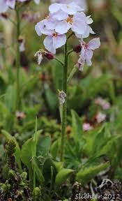 Attēlu rezultāti vaicājumam “Cardamine pratensis flower”