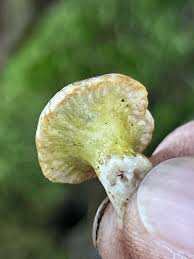 Attēlu rezultāti vaicājumam “Hypomyces armeniacus”