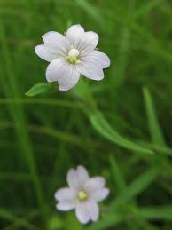 Attēlu rezultāti vaicājumam “Epilobium palustre flower”