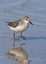 Image result for Calidris pusilla
