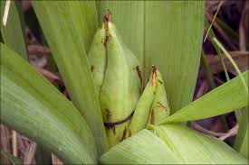 Attēlu rezultāti vaicājumam “Colchicum autumnale”