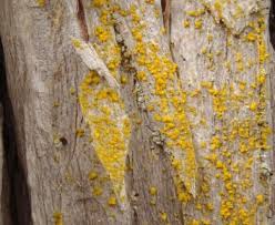 Attēlu rezultāti vaicājumam “Chrysothrix candelaris”