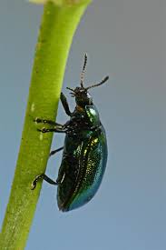 Attēlu rezultāti vaicājumam “Linaeidea aenea”