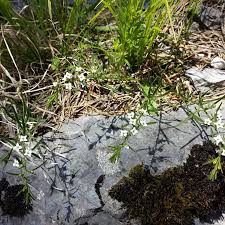 Attēlu rezultāti vaicājumam “Thesium alpinum leaf”