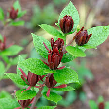 Attēlu rezultāti vaicājumam “Calycanthus floridus”