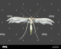 Attēlu rezultāti vaicājumam “Pterophorus pentadactyla”