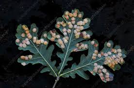 Attēlu rezultāti vaicājumam “Neuroterus quercusbaccarum”