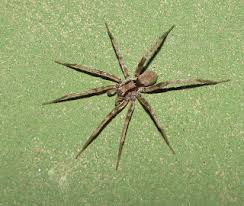 Attēlu rezultāti vaicājumam “Miturgidae”