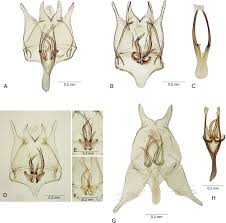 Attēlu rezultāti vaicājumam “Tischeria complanella larva”