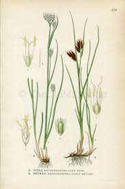 Attēlu rezultāti vaicājumam “Rhynchospora fusca”