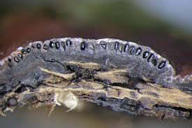 Attēlu rezultāti vaicājumam “Hypoxylon fragiforme / howeianum”