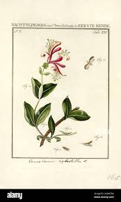 Attēlu rezultāti vaicājumam “Ypsolophidae”