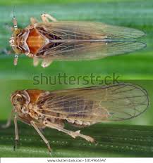 Attēlu rezultāti vaicājumam “Javesella pellucida female”