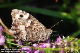 Attēlu rezultāti vaicājumam “Hipparchia semele”