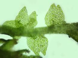 Attēlu rezultāti vaicājumam “Cladopodiella francisci”