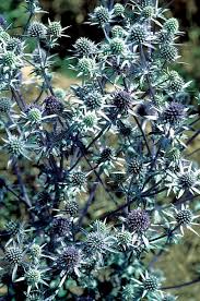 Attēlu rezultāti vaicājumam “Eryngium planum”