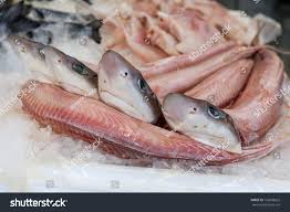 Image result for Mustelus