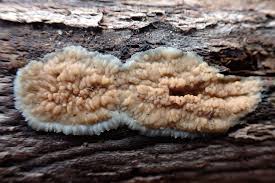 Attēlu rezultāti vaicājumam “Phlebia serialis”