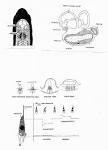 Sensory Systems