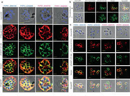 Attēlu rezultāti vaicājumam “Symphytocarpus impexus plasmodium”